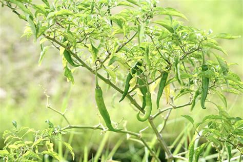 How to Grow Serrano Peppers