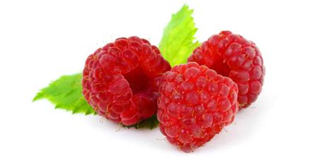 New raspberry varieties on display - Hort News