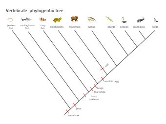 Phylogenetic Tree Templates | EdrawMax Free Editable