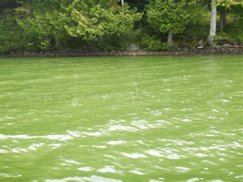 Blue-green algae is back. Here are some tips to protect you and your ...