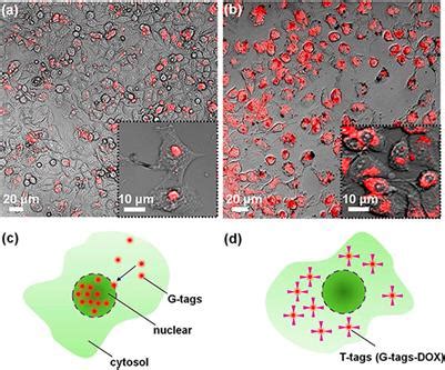 Frontiers | Carbon Quantum Dots for Biomedical Applications: Review and Analysis