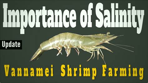 What is the Best Salinity for Vannamei Shrimp Farming in Biofloc System - Let's Explore It - YouTube