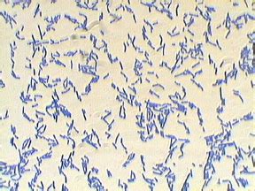 Bacillus subtilis