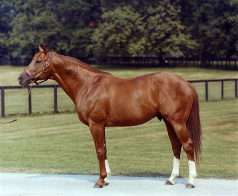 SECRETARIAT - BIG RED - 1973 TRIPLE CROWN WINNER HORSE RACE RACING 8X10 ...