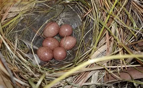 House Wren: Nest and Eggs - Avian Report