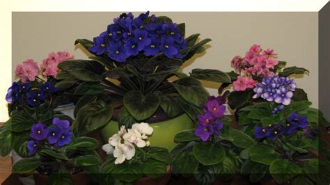 African Violets – Bringing Beauty Indoors – Dodge County