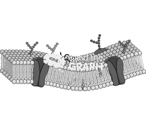 Cell membrane structure