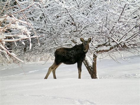 Baby Moose, Wild Animals, Snow, Winter, Wildlife, Moose, Cabin Decor, New Hampshire, New England ...