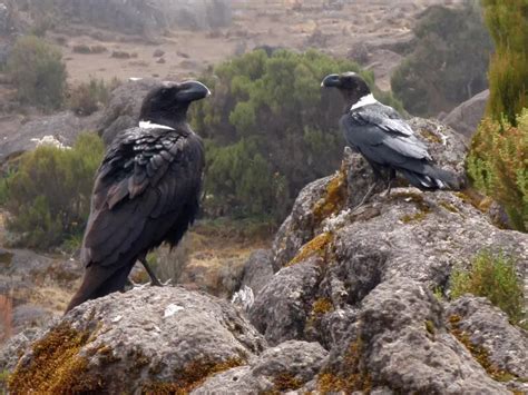 White-necked raven - Facts, Diet, Habitat & Pictures on Animalia.bio