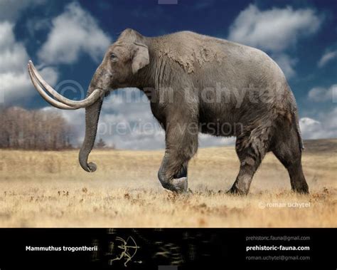 Steppe Mammoth - Mammuthus trogontherii