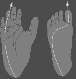 Chimpanzee Feet vs. Human Feet