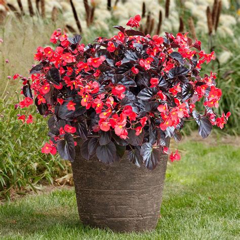 Viking XL Red on Chocolate Begonia Seeds - Annual Flower Seeds