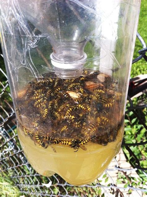 Homemade Wasp Trap | Good to know | Pinterest