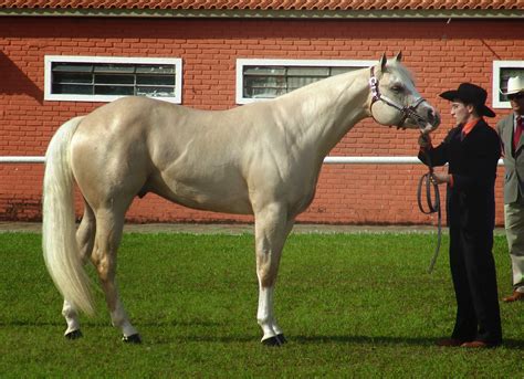 Los Caballos: Pelajes: Bayo