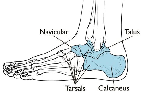 Calcaneal Anatomy - Anatomical Charts & Posters