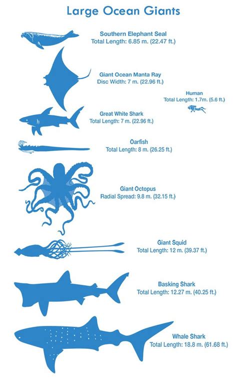 Giant Squid Vs Great White Shark