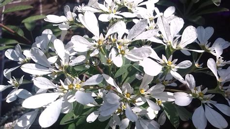 EUPHORBIA LEUCOCEPHALA // NOCHE BUENA BLANCA // PASCUA BLANCA ...