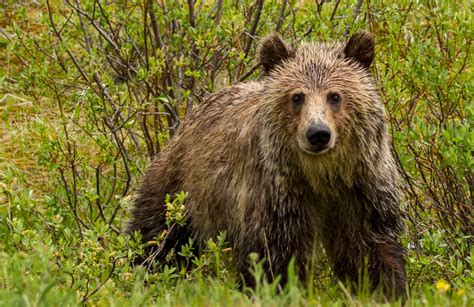 Grizzly Bear - Nature Canada