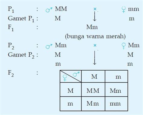 Contoh Soal Persilangan Dihibrid Dominan Resesif – Berbagai Contoh