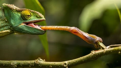 20 amazing animal tongues | Chameleon tongue, Chameleon, Tongue