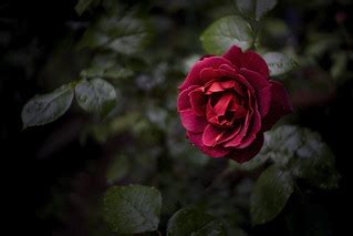 Hot Cocoa | Rose : Hot Cocoa ホットココア @ my little garden COSMI… | Flickr