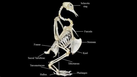 Pigeon skeleton | Atlas of Comparative Vertebrate Anatomy