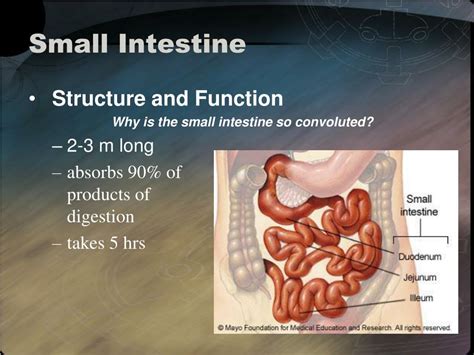 PPT - The Digestive System PowerPoint Presentation, free download - ID ...