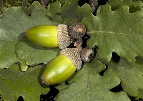 Sessile Oak Acorns Photograph by Bob Gibbons