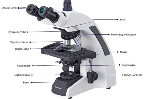 19 Parts Of A Microscope And Their Functions - RankRed