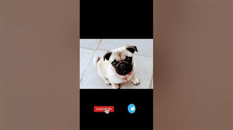 vodafone dog price in india|| #dog #dogs #pugdog #hindifacts # ...