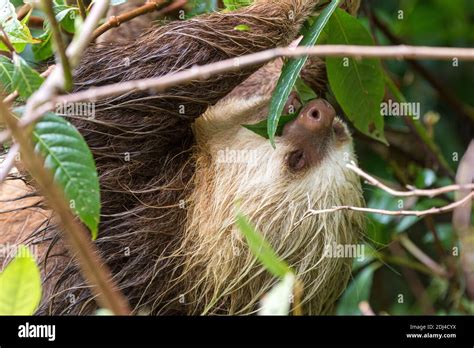 Sloth eating leaves in the Costa Rican jungle Stock Photo - Alamy