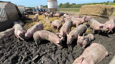 Tesco urged by pig farmers to pay more for pork - BBC News