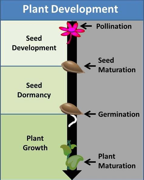 Seed Dormancy - Are Seeds Really Dormant? | Seeds, Plant growth, Pollination