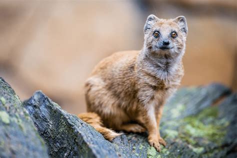 Yellow Mongoose Facts - CRITTERFACTS