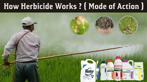 How Herbicides works ?| types of herbicides | herbicides mode of action ...