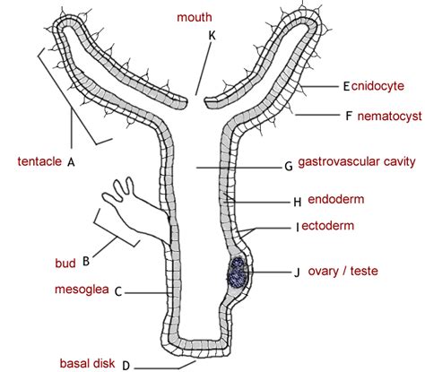 Hydra Anatomy Answer Key