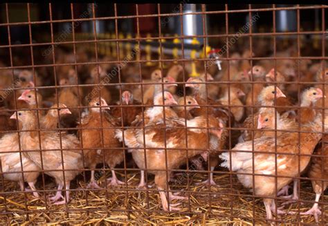 Caged chickens - Stock Image - C037/6667 - Science Photo Library