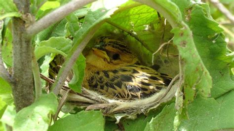 Why the Cuckoo Finch Is Called a Brood Parasite