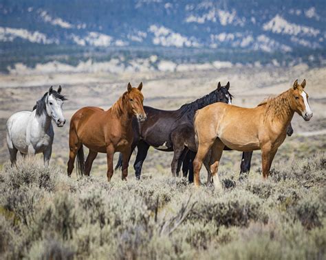 Wild Horses, Sand Basin, Colorado – Photography by Brian Luke Seaward