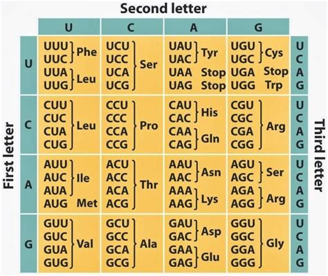 GENETIC CODE — Biology Notes