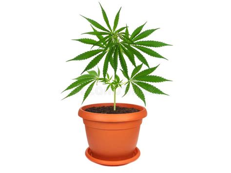 Cannabis plant in a pot stock photo. Image of agriculture - 41439586