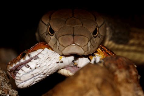 Ophiophagus hannah Serpent venimeux Cobra Royal Animal Albinos Lucy Leucistique Élapidé asie ...