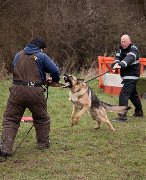 What is a K9 Dog? K9 Dog Breeds, Training & Duties | MEC Security