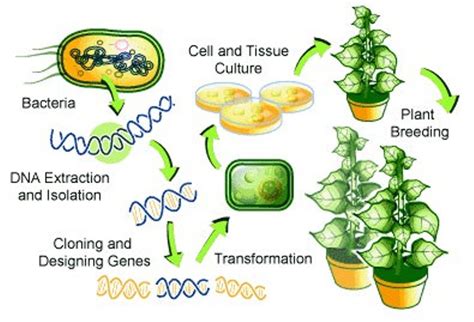 Biotechnology Examples in Everyday Life – StudiousGuy