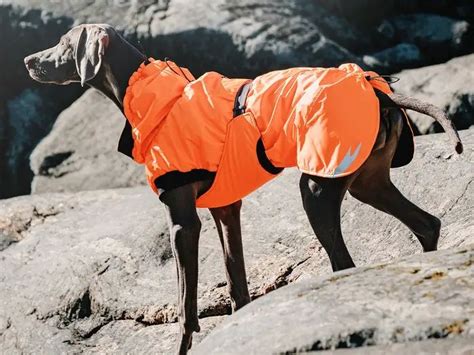 The 6 best snow jackets and coats for dogs in 2021, according to dog walkers | Dog winter coat ...