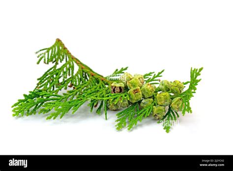 Female cones of Lawson's cypress, Chamaecyparis lawsoniana Stock Photo ...