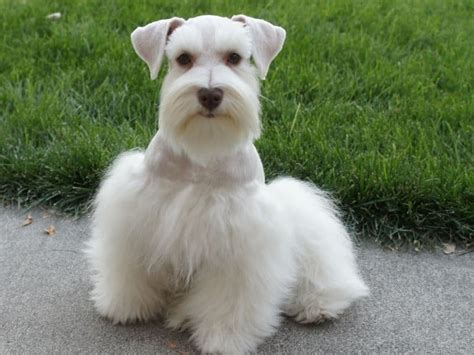 28 of The Cutest Schnauzer Dog Haircuts We Love – HairstyleCamp