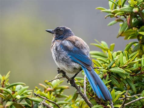 Scrub Jay Nesting (Behavior, Eggs + FAQs) | Birdfact