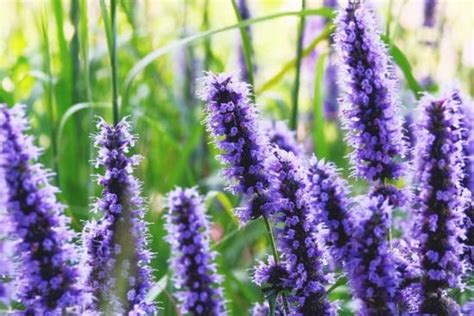 Hyssop Plant: Best Varieties, Growing Guide, Care, Problems, and Harvest