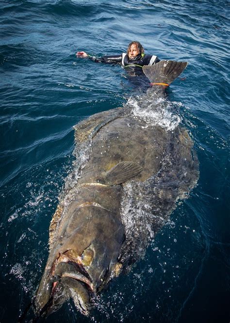 Angler defies odds, lands enormous halibut